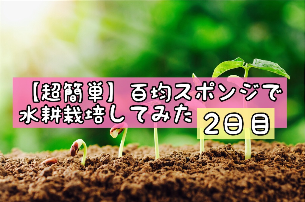 超簡単 百均スポンジで水耕栽培してみた 2日目 ぬる子s Blog