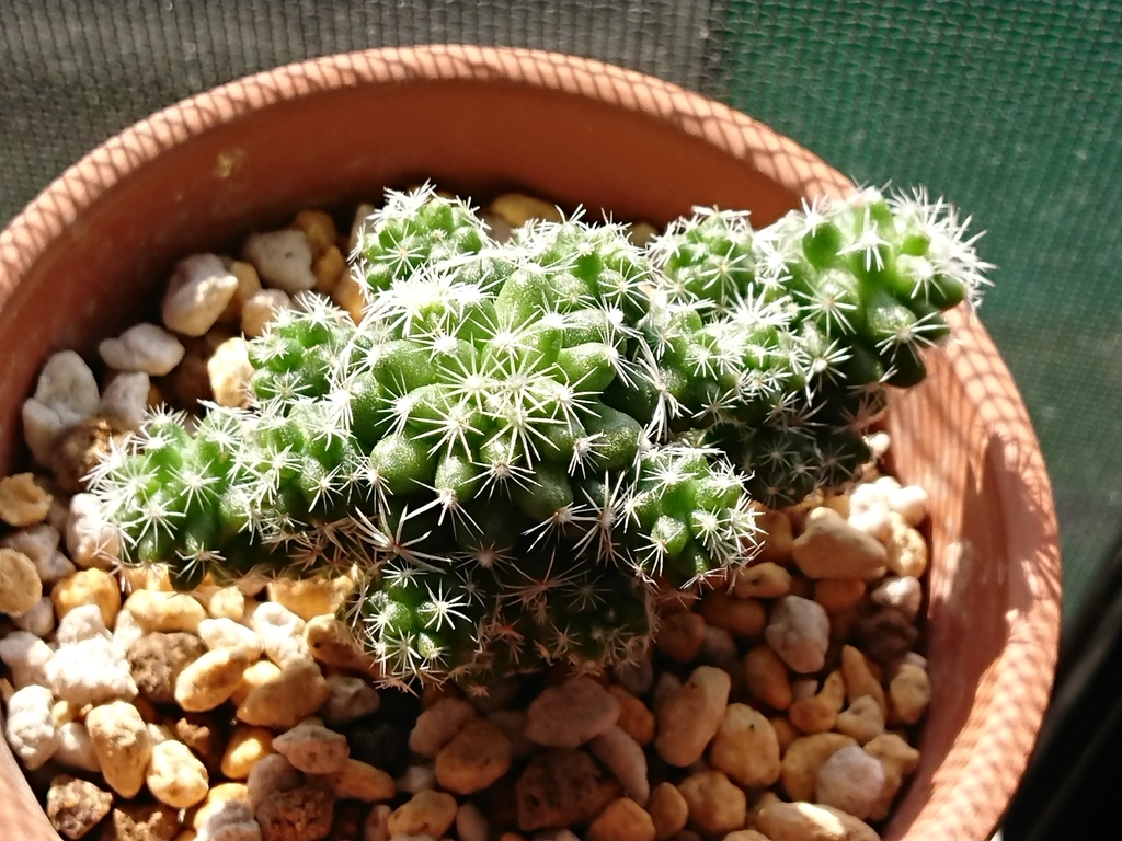 f:id:nurumenokotatu:20181020092120j:plain