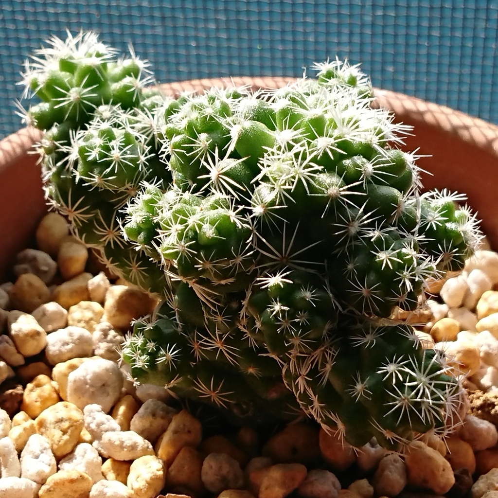 f:id:nurumenokotatu:20181020092510j:plain