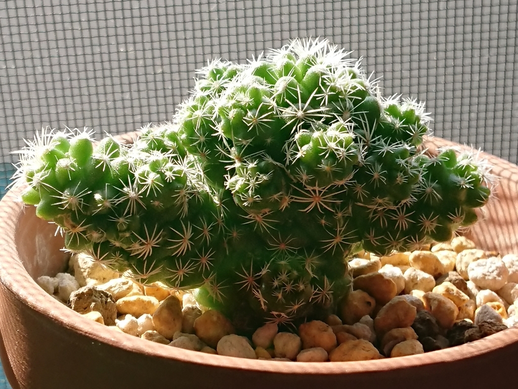 f:id:nurumenokotatu:20181020092541j:plain