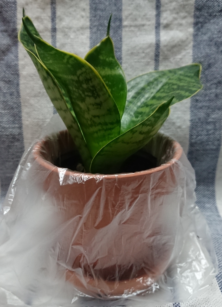 f:id:nurumenokotatu:20181022205247j:plain