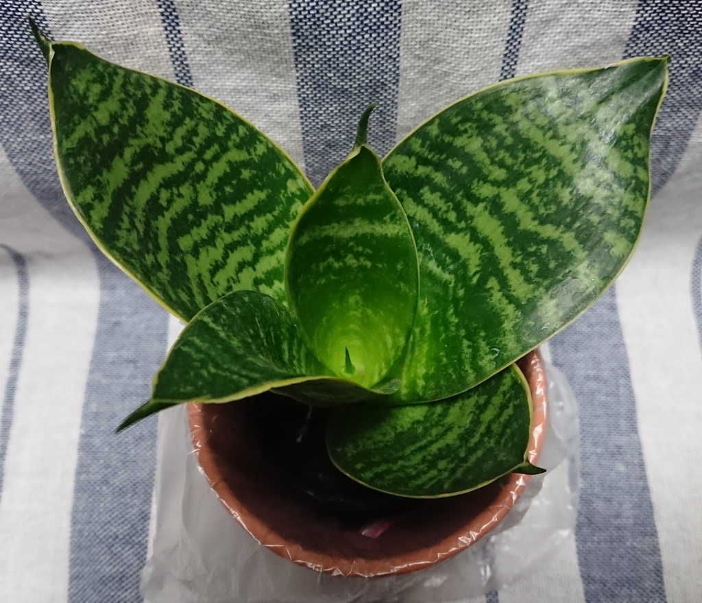 f:id:nurumenokotatu:20181022205315j:plain