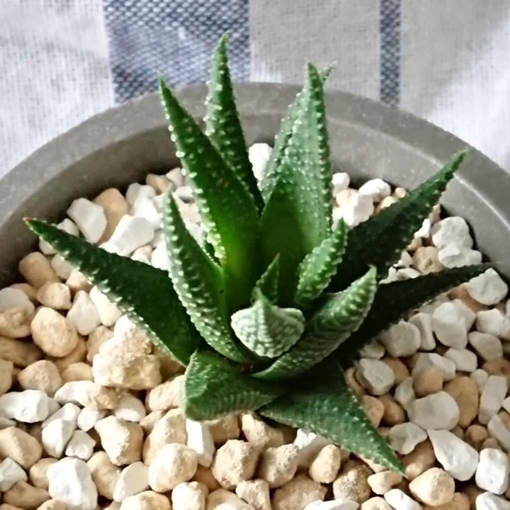 f:id:nurumenokotatu:20181029074932j:plain