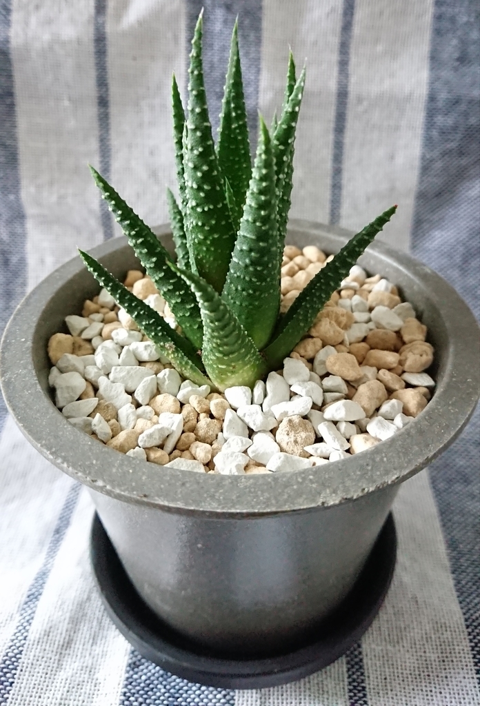 f:id:nurumenokotatu:20181029075013j:plain