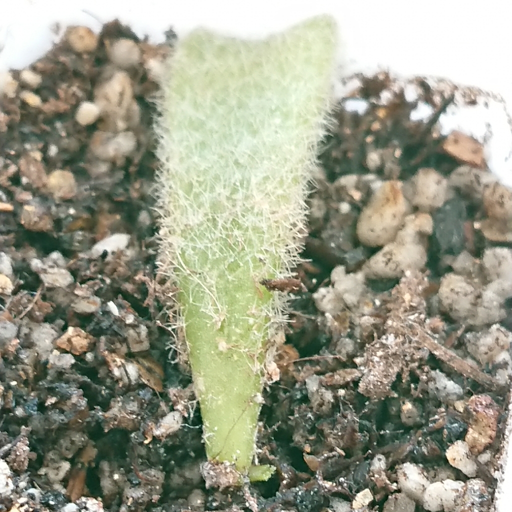 f:id:nurumenokotatu:20181123092931j:plain