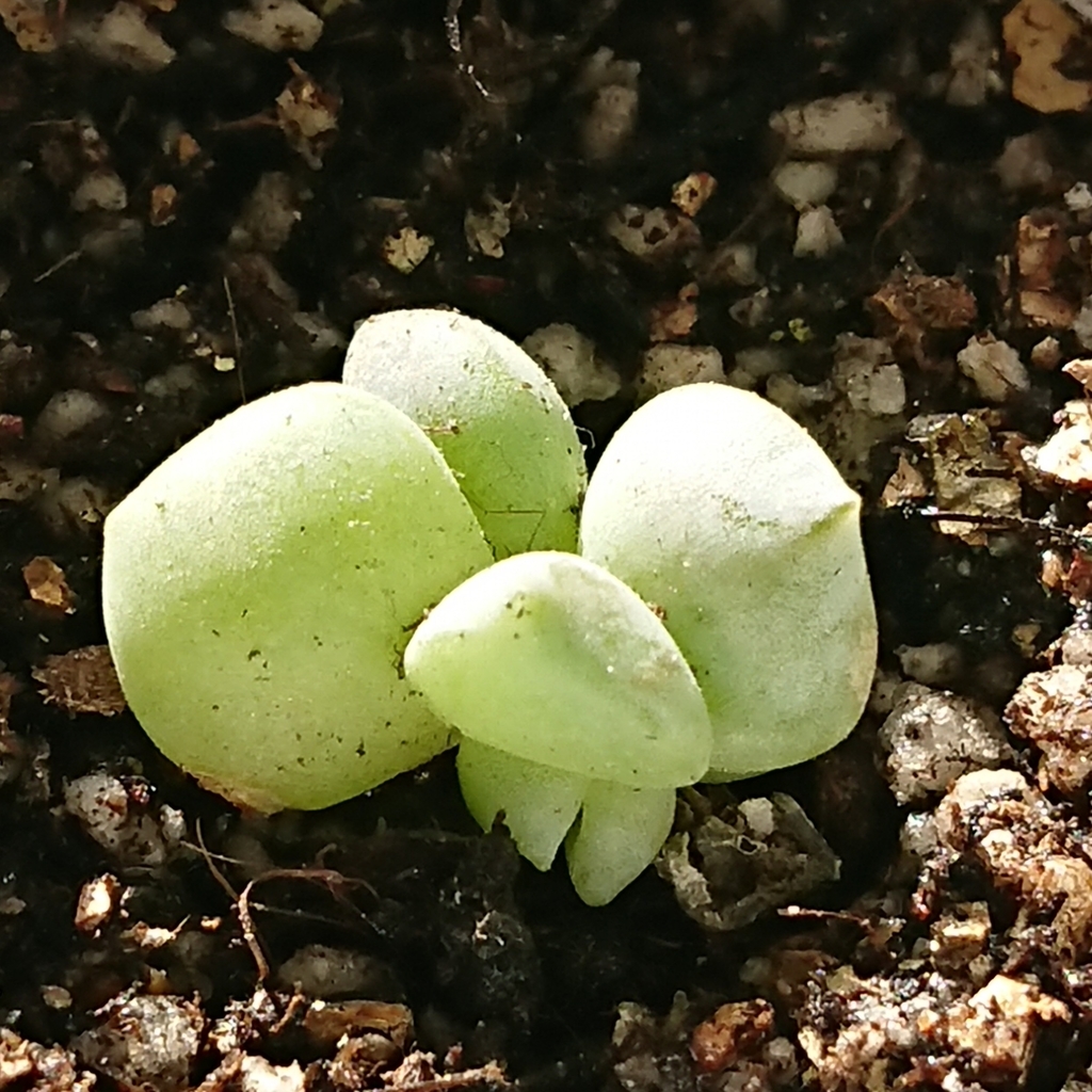 f:id:nurumenokotatu:20181123093002j:plain