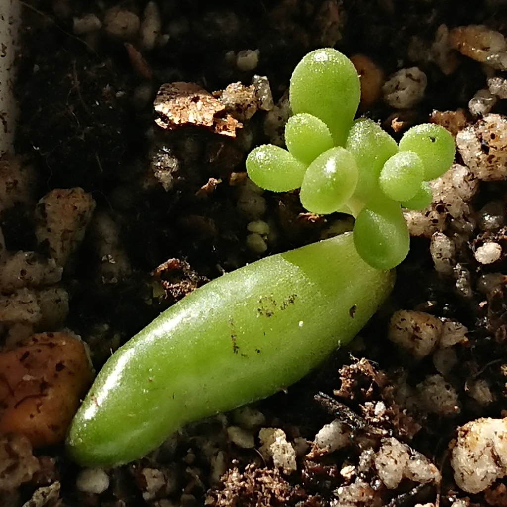 f:id:nurumenokotatu:20181123093023j:plain