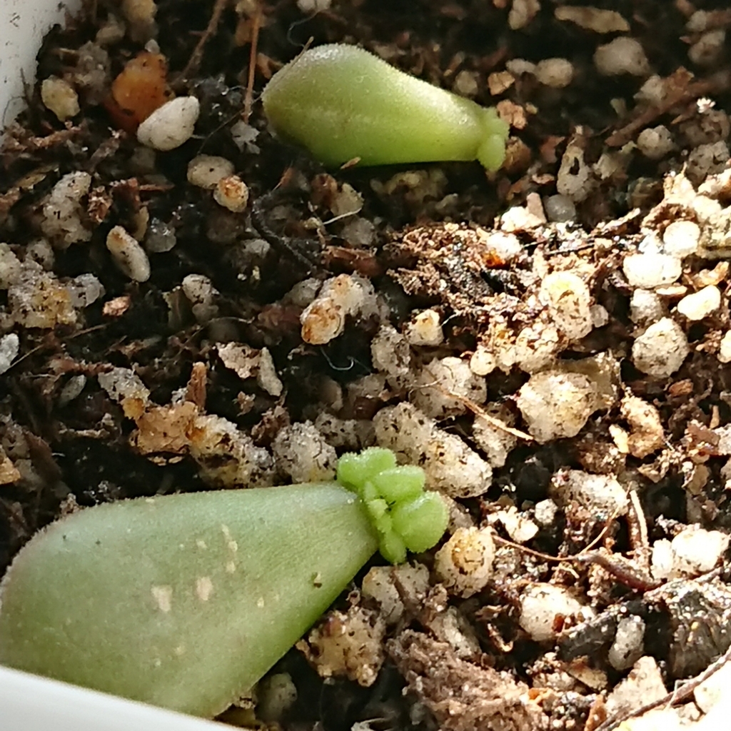 f:id:nurumenokotatu:20181123093045j:plain