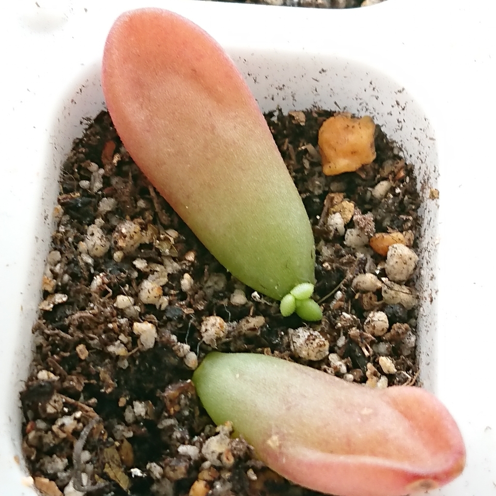 f:id:nurumenokotatu:20181123093116j:plain