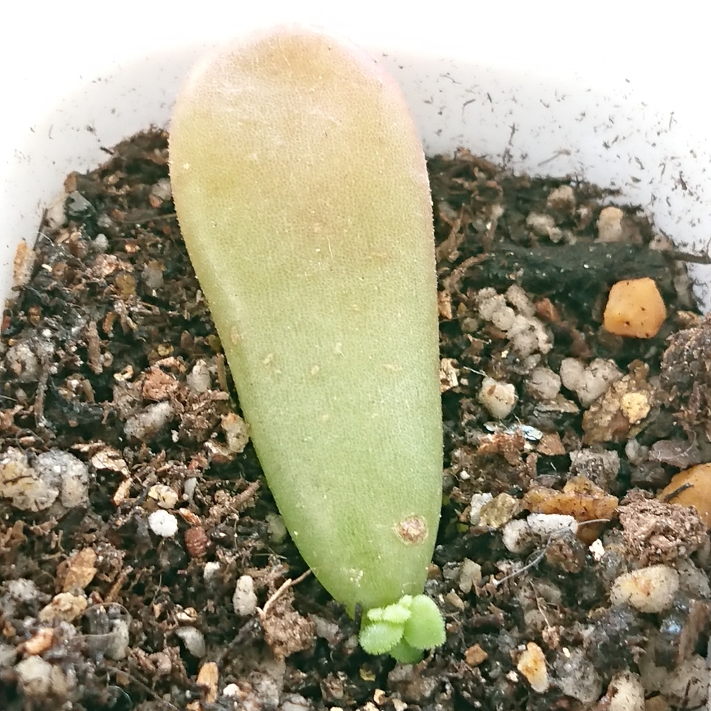 f:id:nurumenokotatu:20181123093133j:plain