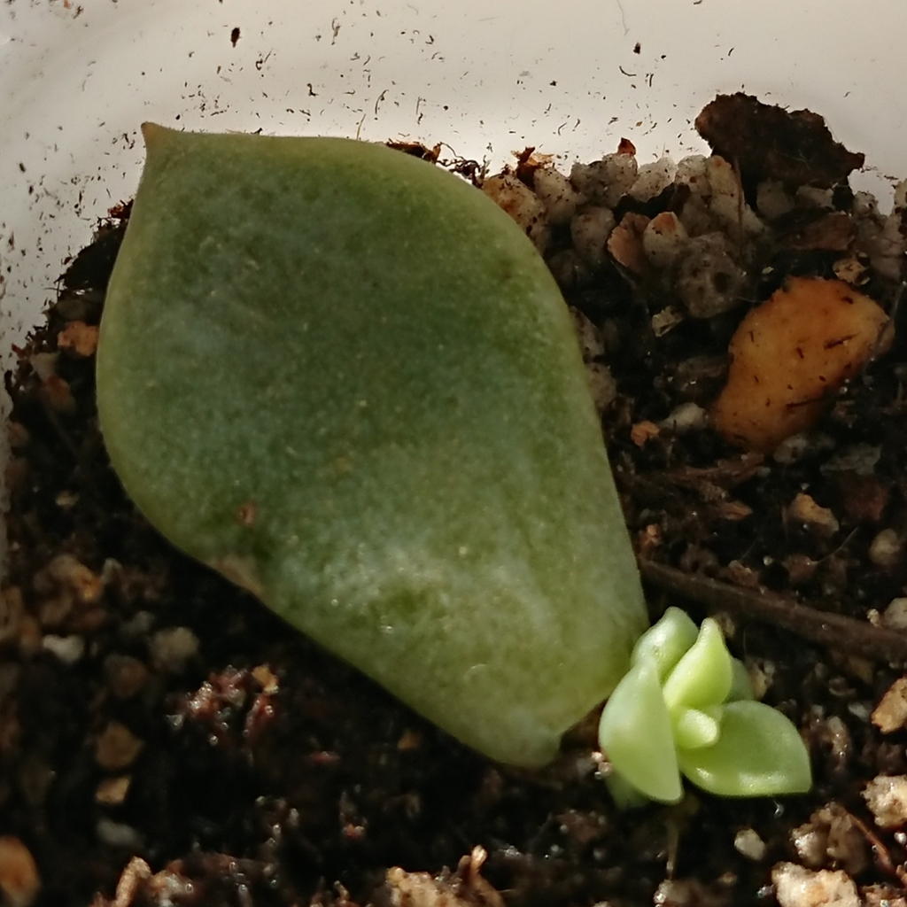 f:id:nurumenokotatu:20181123093234j:plain