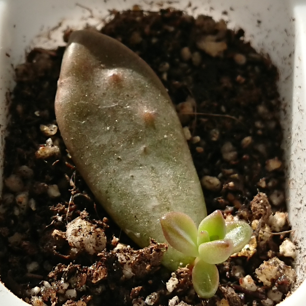 f:id:nurumenokotatu:20181123093309j:plain