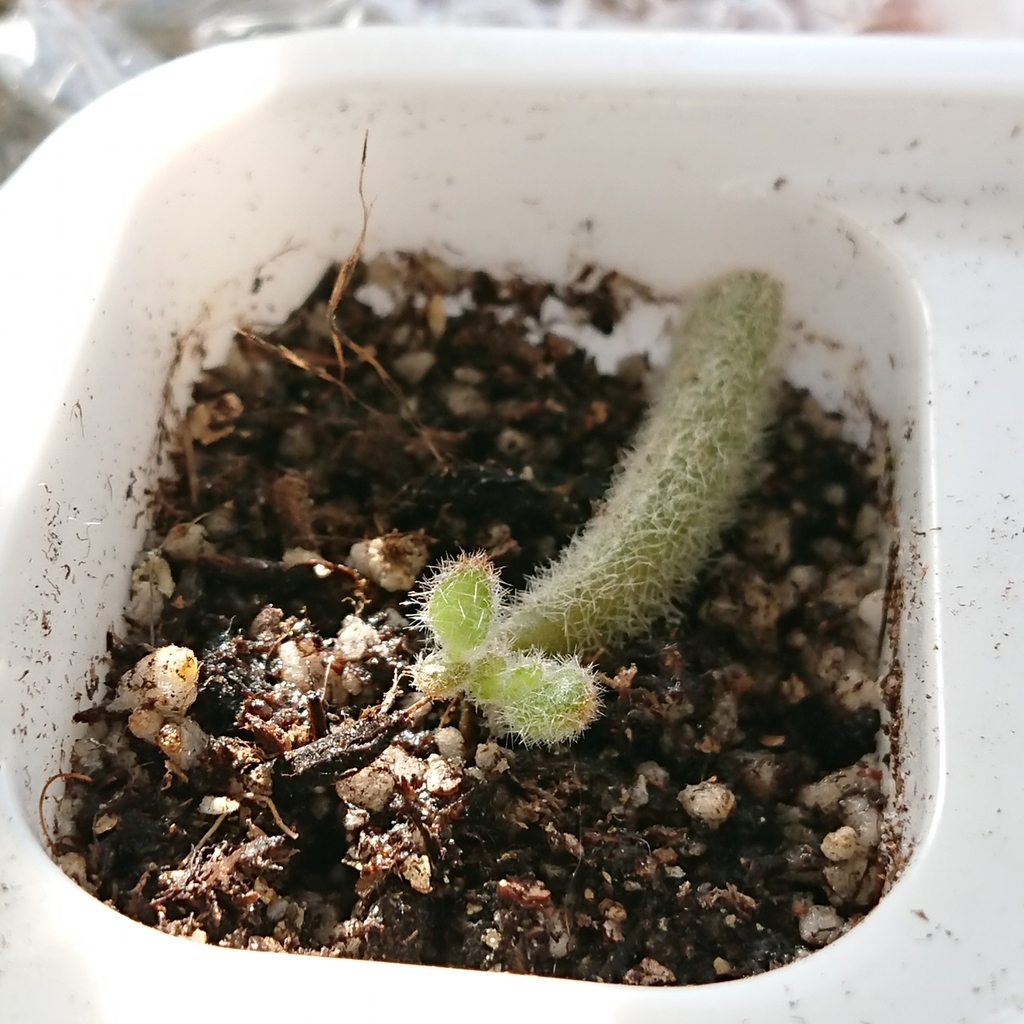 f:id:nurumenokotatu:20181123094018j:plain