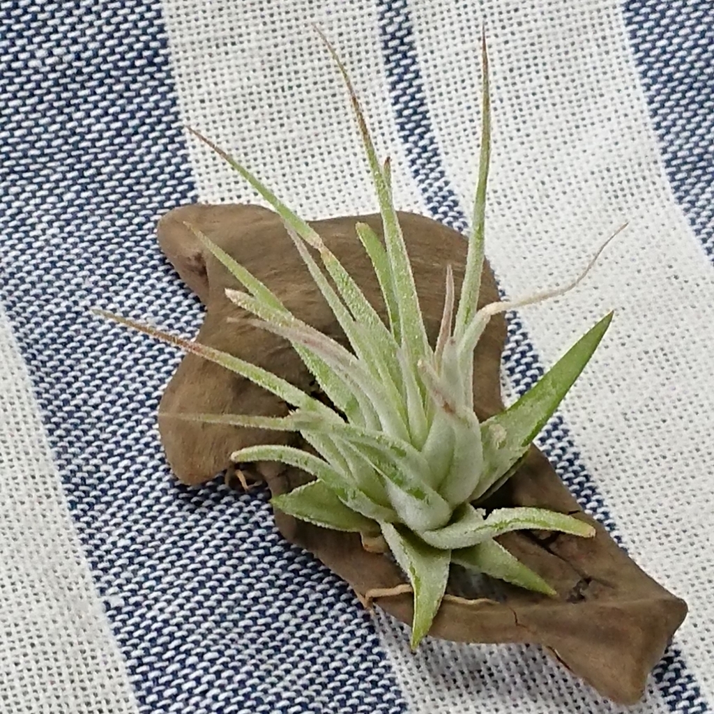 f:id:nurumenokotatu:20181128131036j:plain