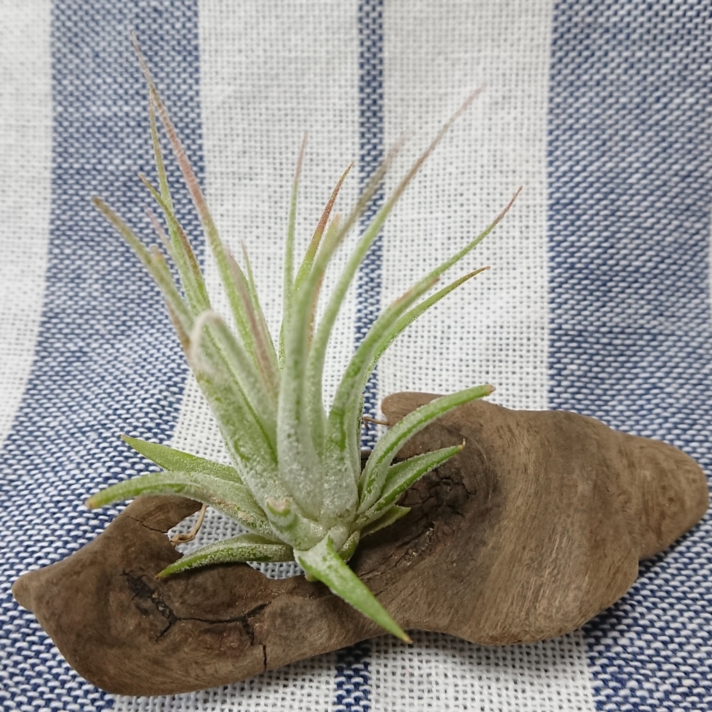 f:id:nurumenokotatu:20181128131128j:plain