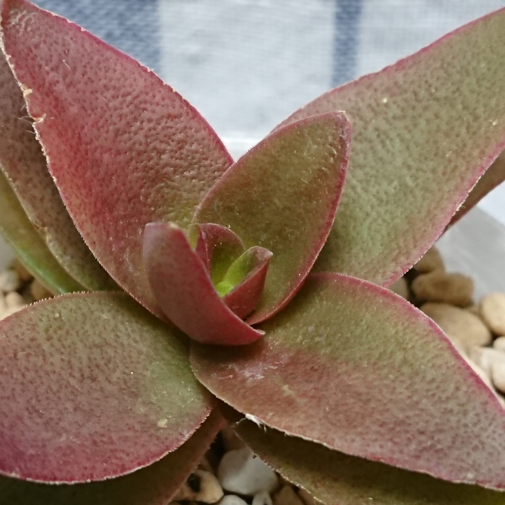 f:id:nurumenokotatu:20181128171006j:plain