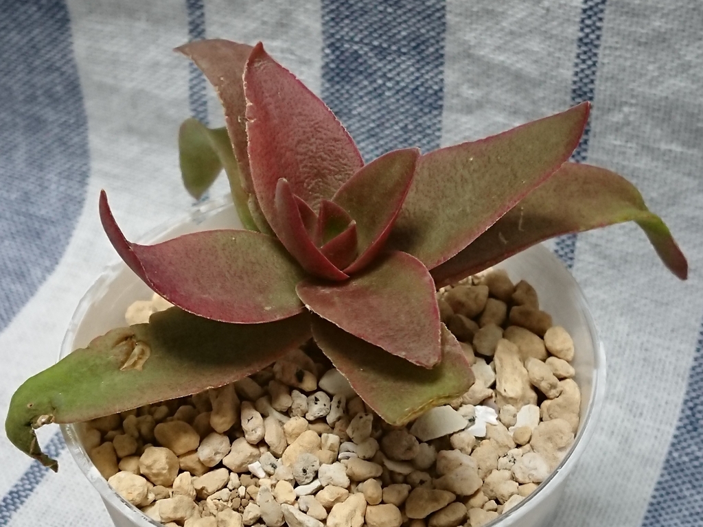 f:id:nurumenokotatu:20181128171046j:plain