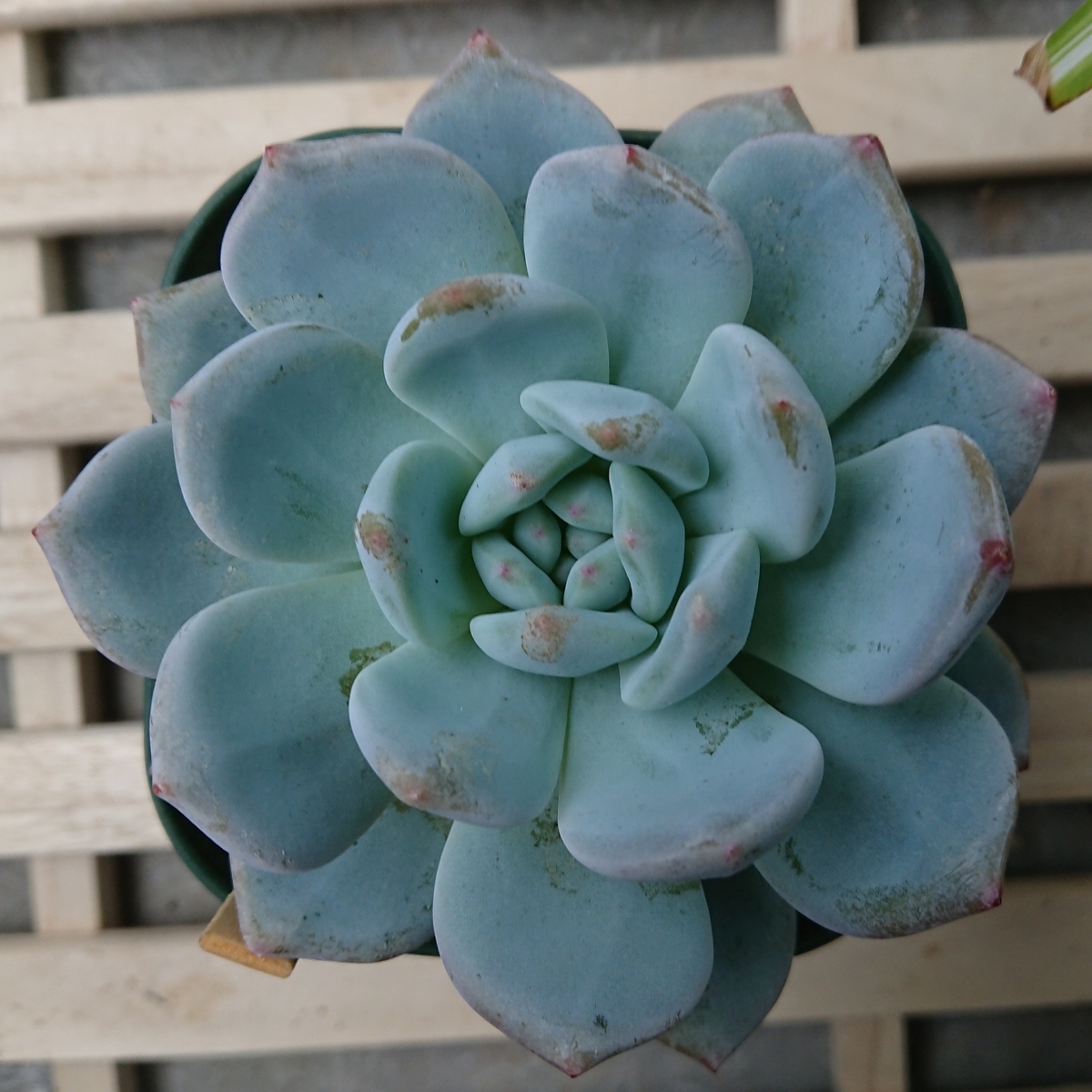 f:id:nurumenokotatu:20190622152246j:plain