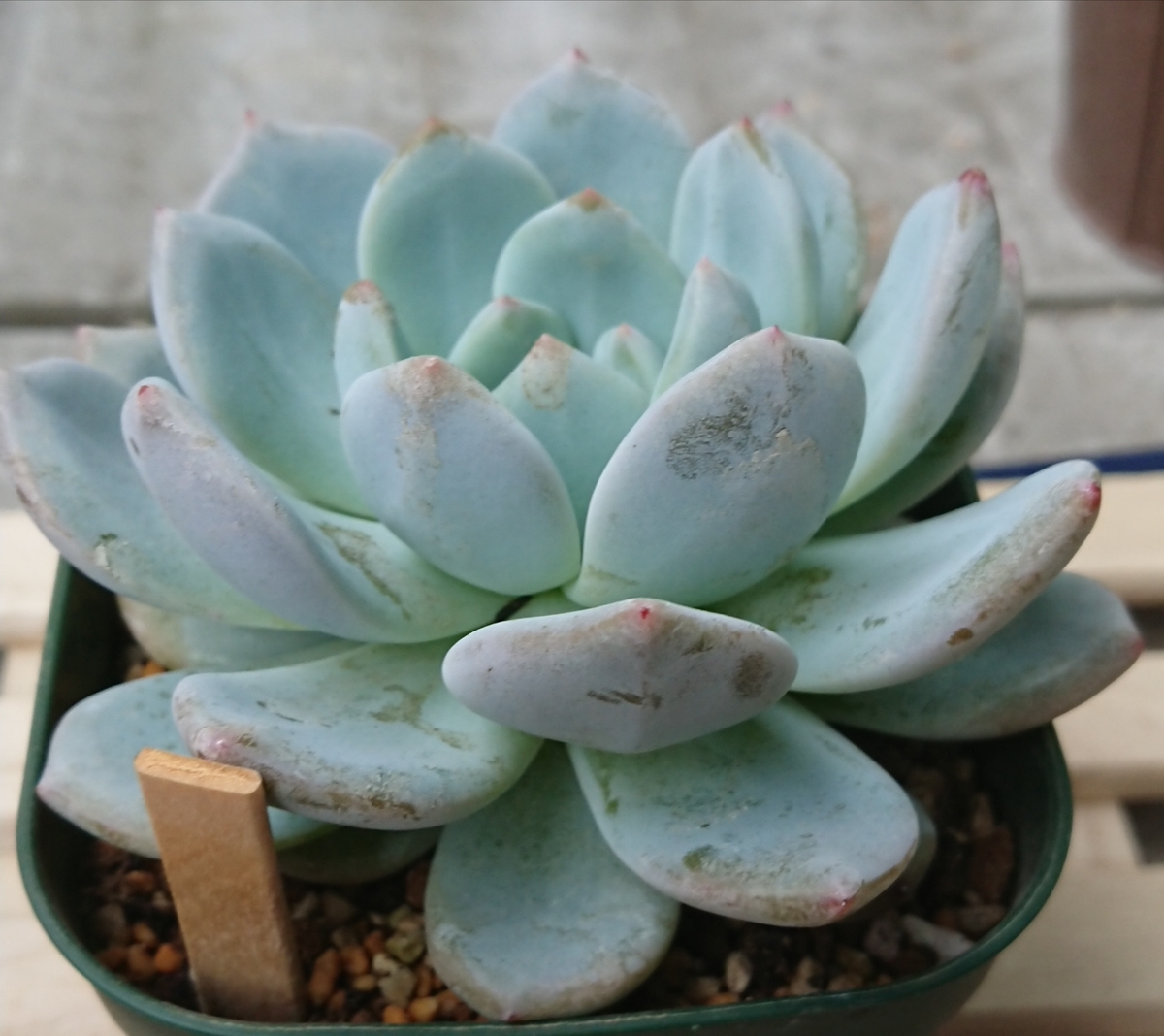 f:id:nurumenokotatu:20190622152259j:plain