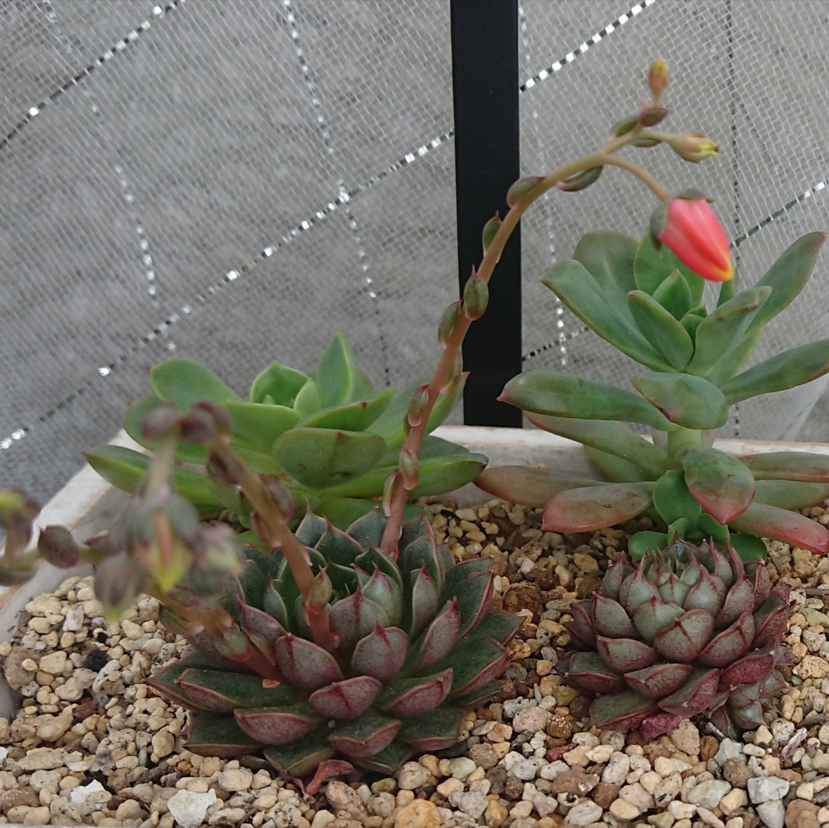 f:id:nurumenokotatu:20190622152417j:plain