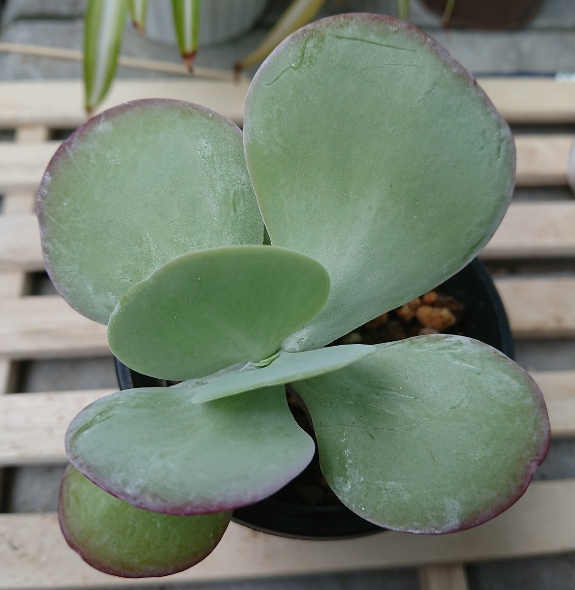 f:id:nurumenokotatu:20190622165021j:plain