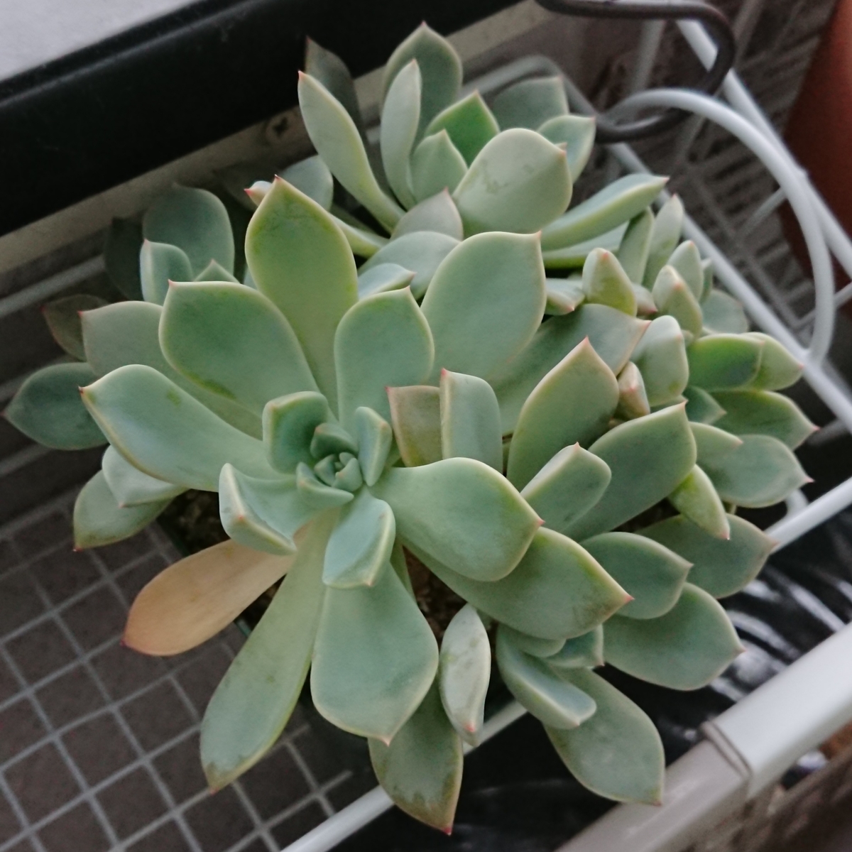 f:id:nurumenokotatu:20190729172200j:plain