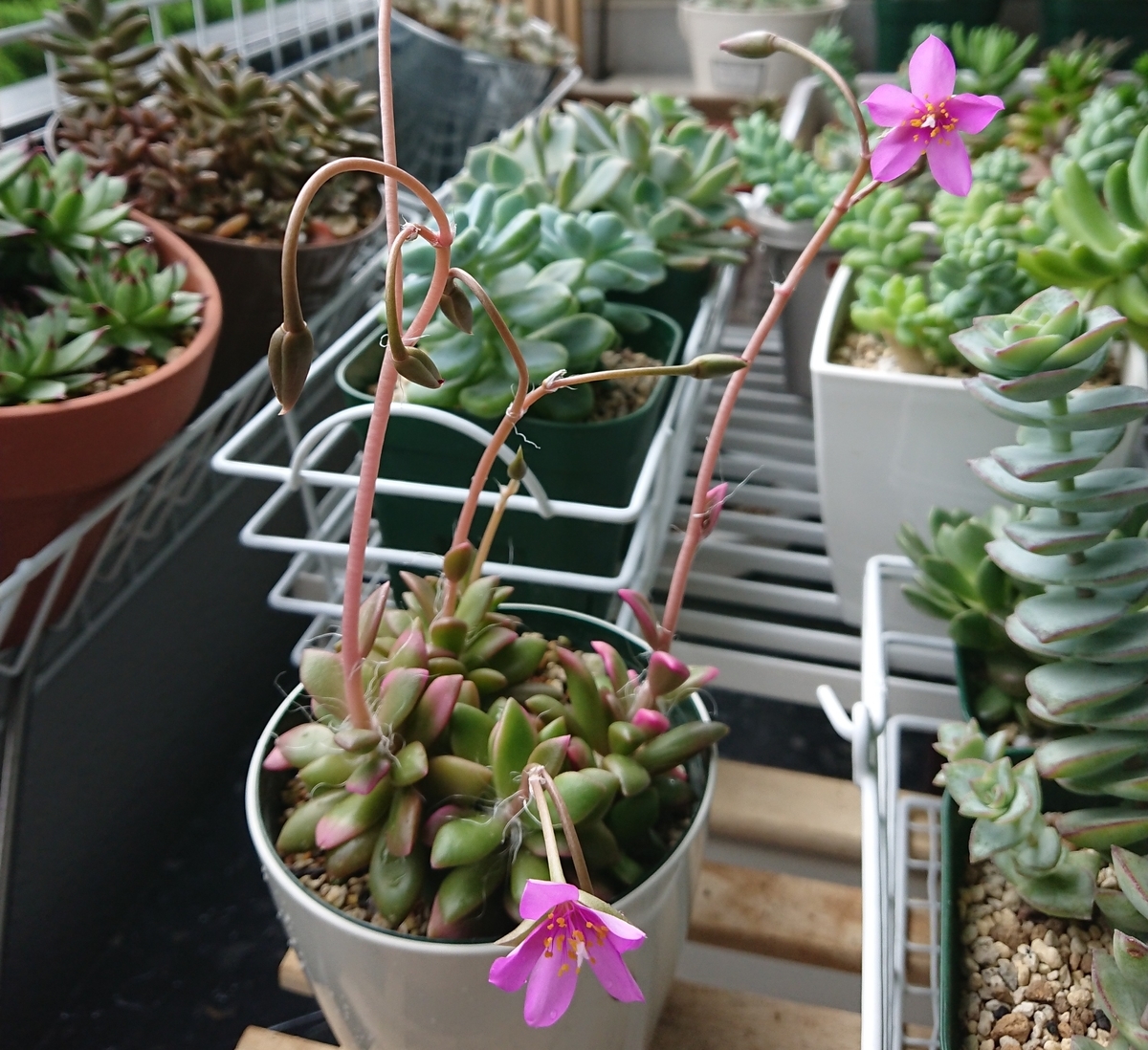 f:id:nurumenokotatu:20190730150847j:plain