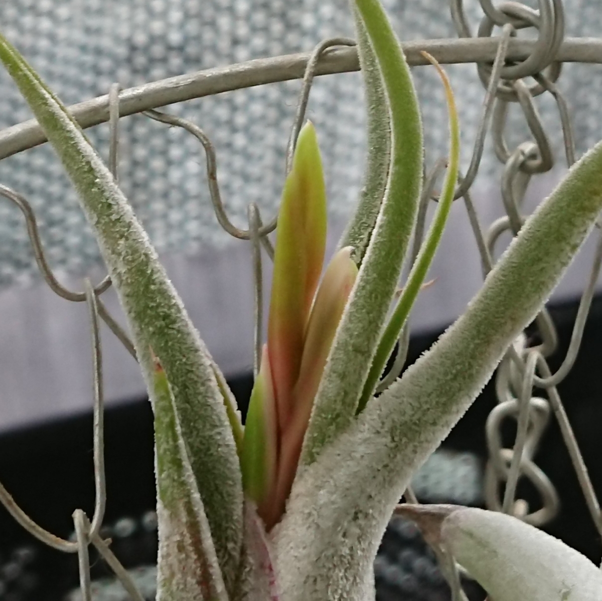 f:id:nurumenokotatu:20190730182725j:plain