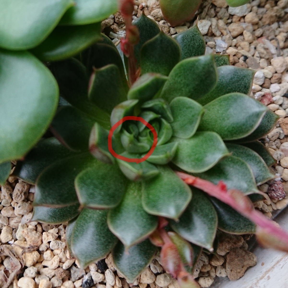 f:id:nurumenokotatu:20190730183055j:plain