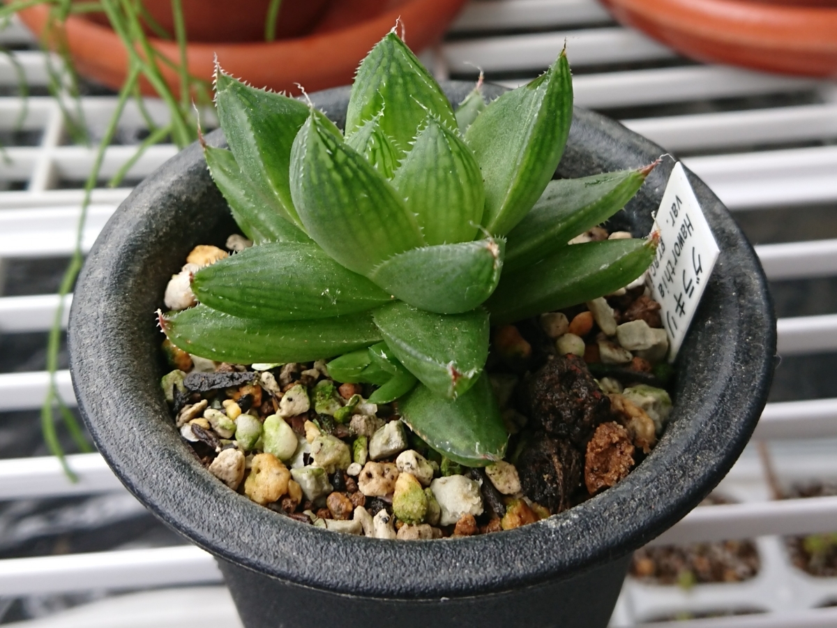 f:id:nurumenokotatu:20190902092019j:plain f:id:nurumenokotatu:20190902092019j:plain