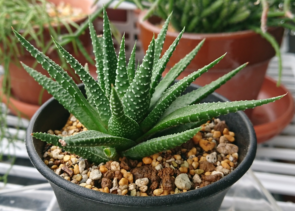 f:id:nurumenokotatu:20190902092108j:plain f:id:nurumenokotatu:20190902092108j:plain