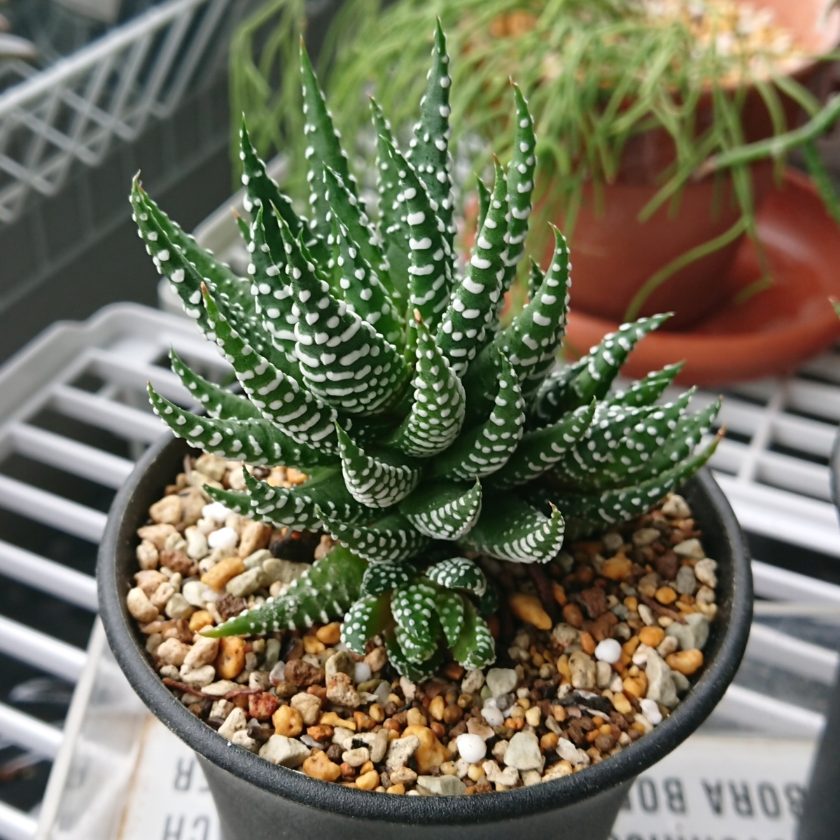 f:id:nurumenokotatu:20190902092143j:plain f:id:nurumenokotatu:20190902092143j:plain