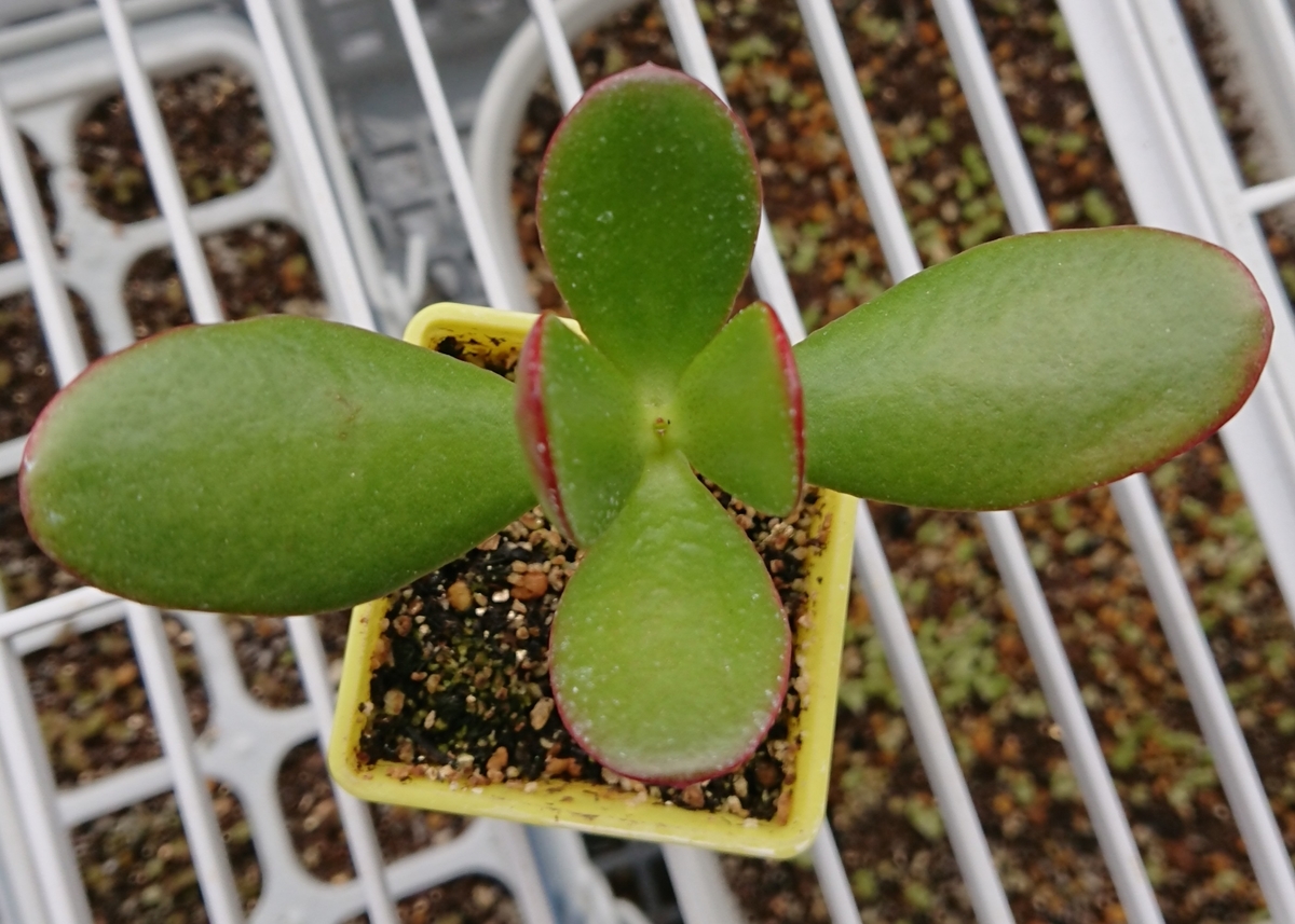 f:id:nurumenokotatu:20190922143159j:plain