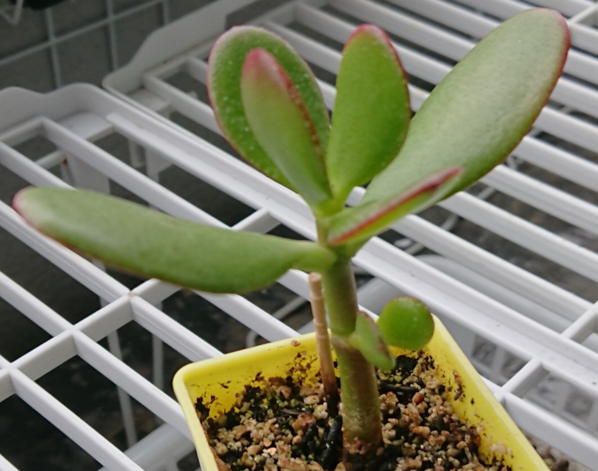 f:id:nurumenokotatu:20190922143243j:plain