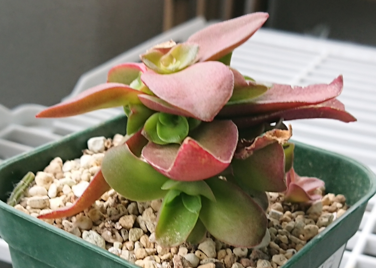 f:id:nurumenokotatu:20190922143422j:plain