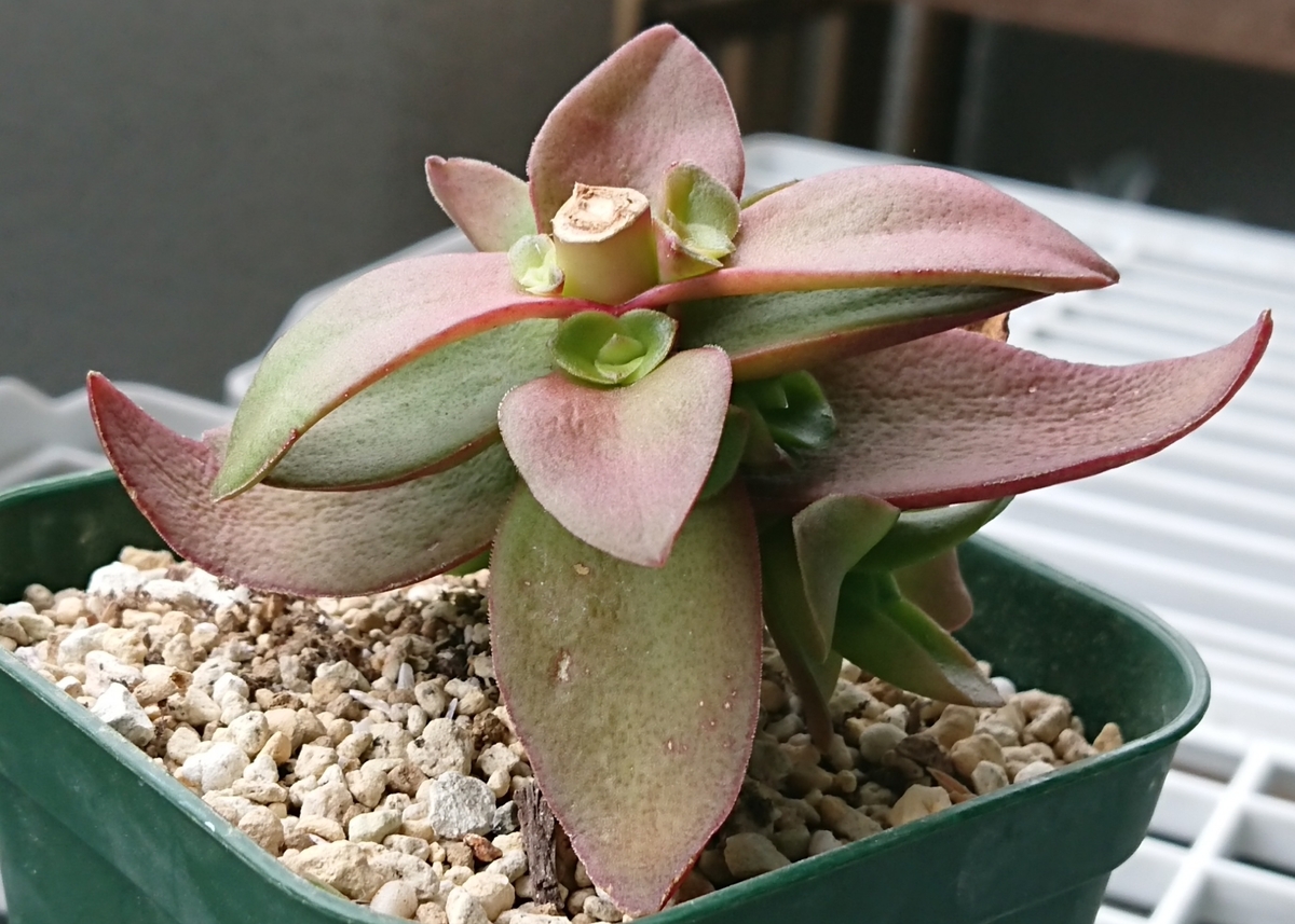 f:id:nurumenokotatu:20190922143442j:plain