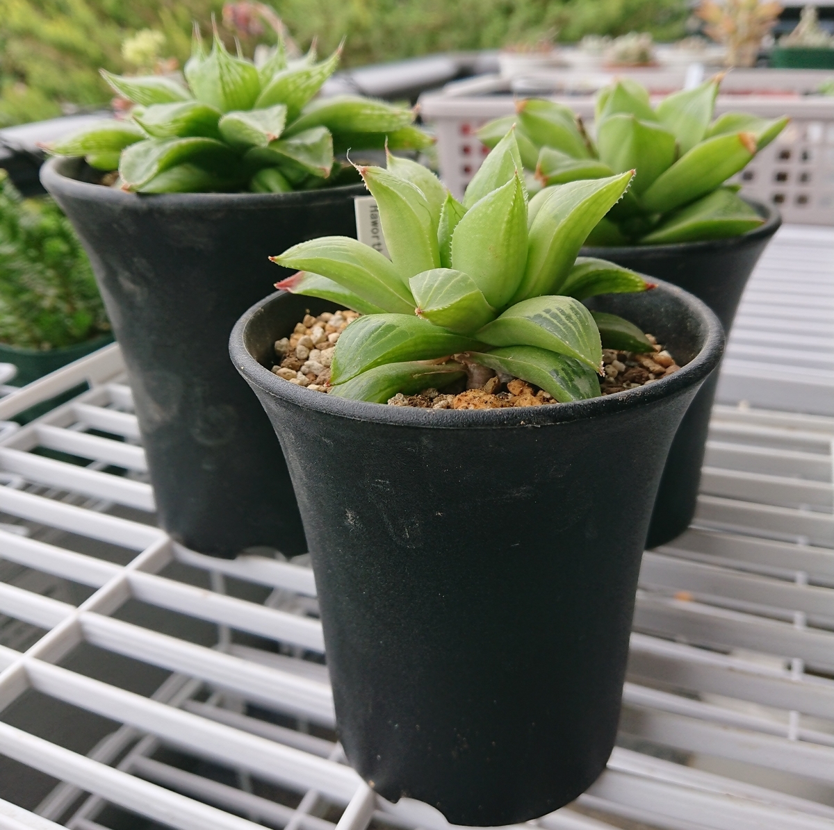 ハオルチア 祝宴とレツーサとエメラルドフラッシュ 奥の日記