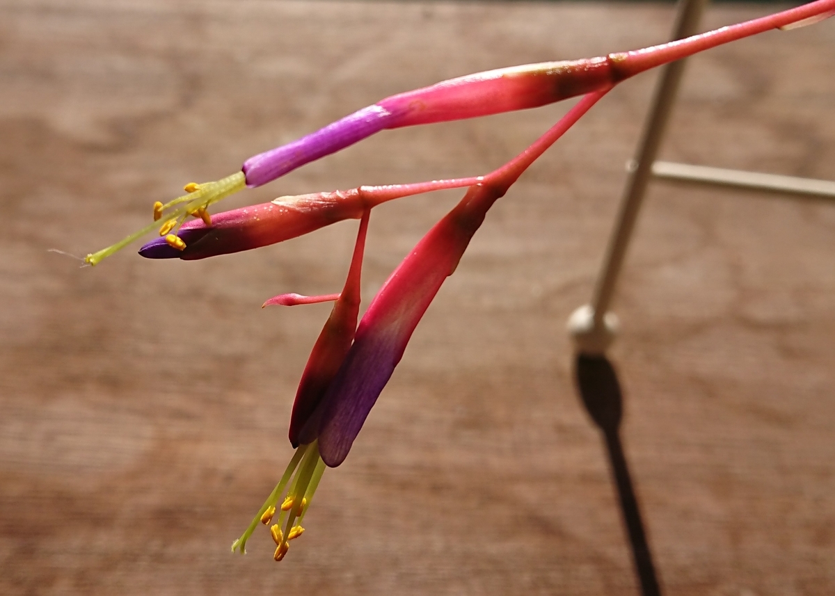 f:id:nurumenokotatu:20200607064659j:plain