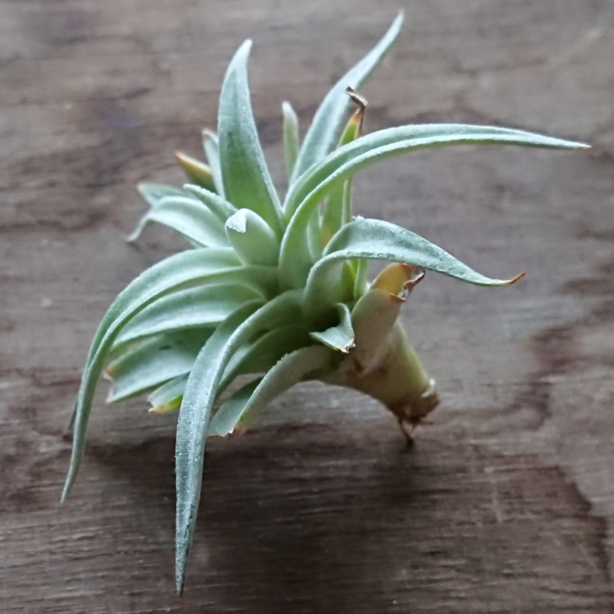 f:id:nurumenokotatu:20200626060745j:plain f:id:nurumenokotatu:20200626060745j:plain