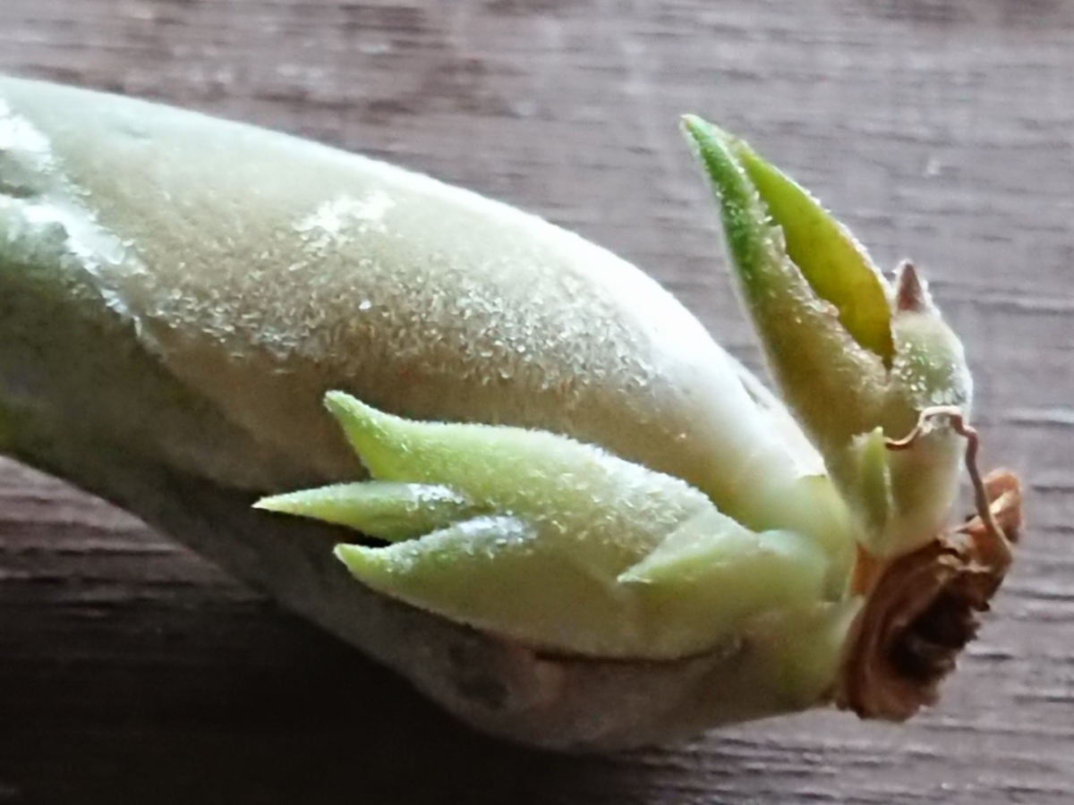 f:id:nurumenokotatu:20200626060822j:plain f:id:nurumenokotatu:20200626060822j:plain