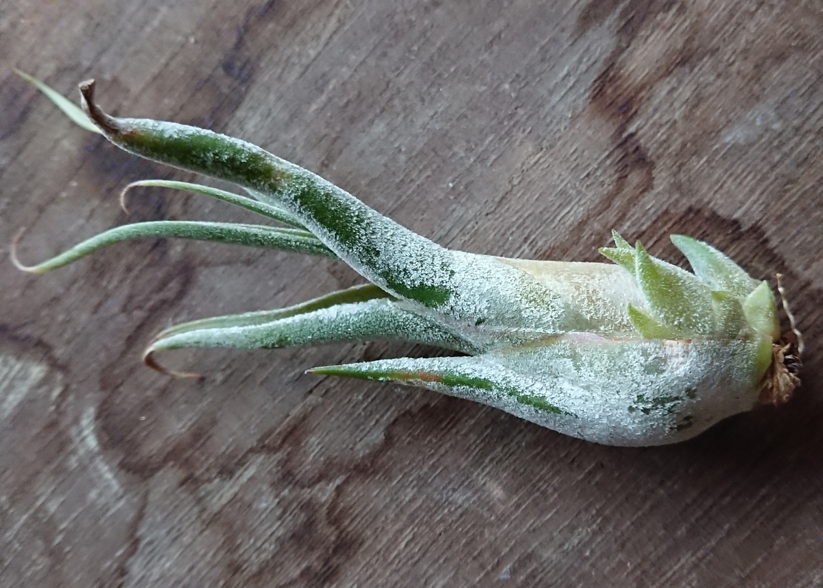 f:id:nurumenokotatu:20200626060854j:plain f:id:nurumenokotatu:20200626060854j:plain