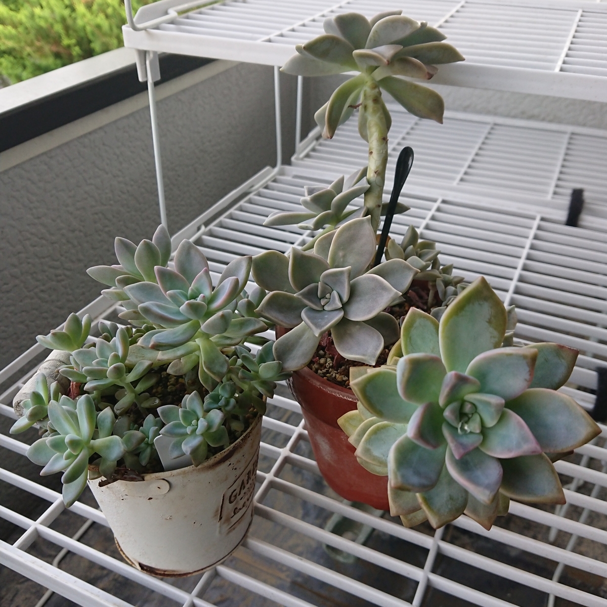 f:id:nurumenokotatu:20200726173839j:plain