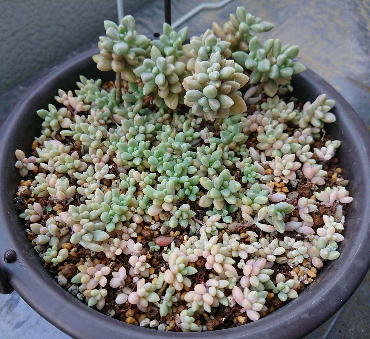 f:id:nurumenokotatu:20200726173929j:plain