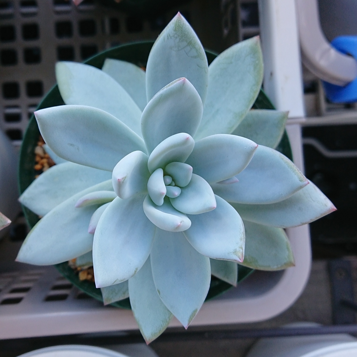 f:id:nurumenokotatu:20200906163030j:plain