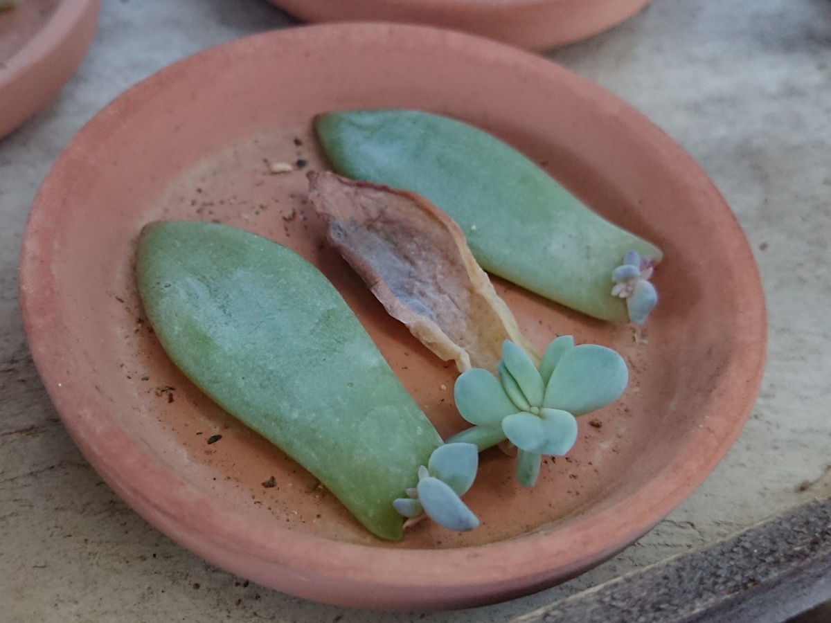 f:id:nurumenokotatu:20200906163116j:plain