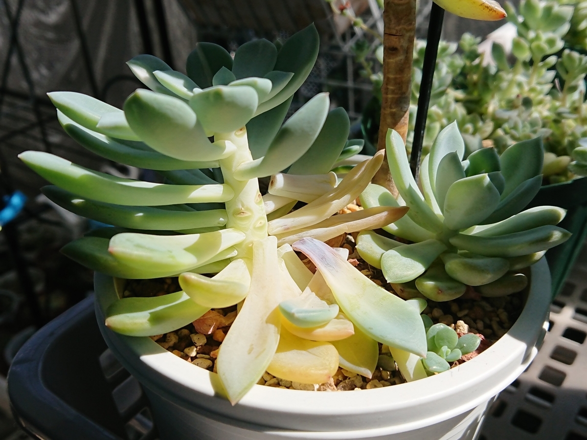 f:id:nurumenokotatu:20200908183505j:plain