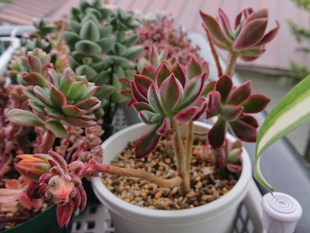 f:id:nurumenokotatu:20210419135131j:plain