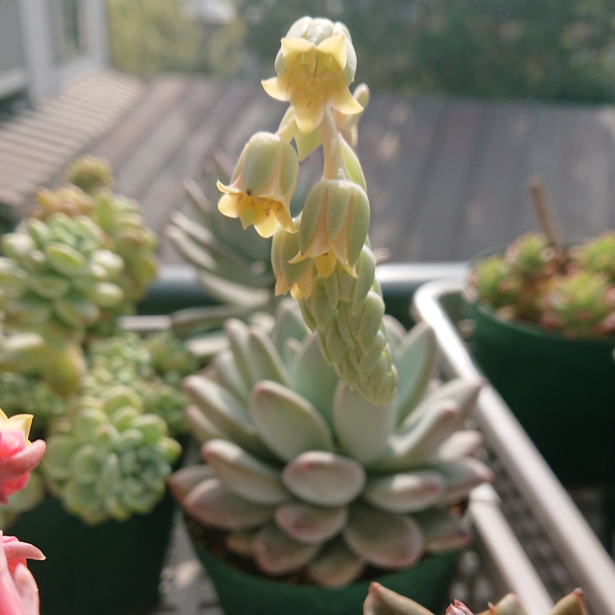 f:id:nurumenokotatu:20210510133303j:plain