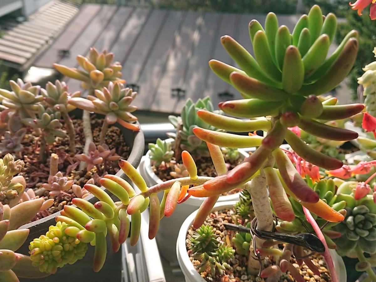 f:id:nurumenokotatu:20210510133332j:plain