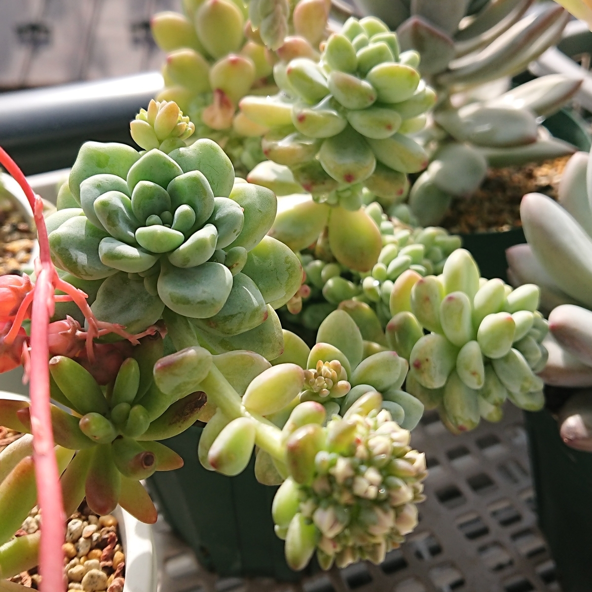 f:id:nurumenokotatu:20210510133351j:plain